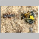 Andrena barbilabris - Sandbiene 17 10mm Paarung unter Aufsicht von Nomada alboguttata Sandgrube Niedringhaussee.jpg